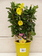 Dipladenia Diamantina Citrina