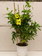 Allamanda Cathartica