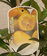Kumquat