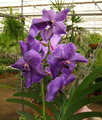 Vanda de colgar