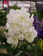 Vanda de colgar