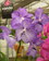 Vanda de colgar