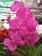 Vanda de colgar