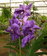Vanda de colgar