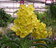 Vanda de colgar