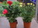 Rosal mini m12
