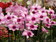 Dendrobium Polar Fire m12
