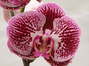 Phalaenopsis serie especial