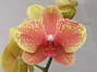 Phalaenopsis serie especial