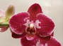 Phalaenopsis serie especial