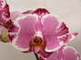 Phalaenopsis serie especial
