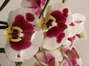 Phalaenopsis serie especial