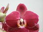 Phalaenopsis serie especial
