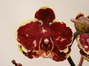 Phalaenopsis serie especial