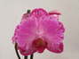 Phalaenopsis serie especial