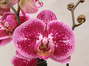 Phalaenopsis serie especial
