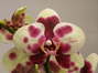 Phalaenopsis serie especial