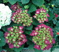 Hortensia - Flor de mundo