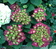 Hortensia - Flor de mundo