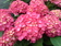 Hortensia - Flor de mundo