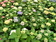 Hortensia - Flor de mundo