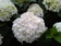 Hortensia - Flor de mundo