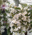 Dendrobium Nobile blanco