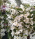 Dendrobium Nobile blanco