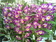 Dendrobium Nobile lila