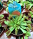 Dionaea - Venus atrapamoscas