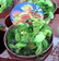 Dionaea - Venus atrapamoscas
