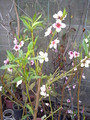Melocotón Tropic B. en flor