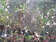 Nectarina Sun Snow