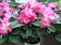 Rhododendron