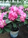 Rhododendron
