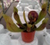 Sarracenia