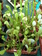 Sarracenia
