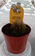 Drosera Scorpoides
