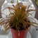 Drosera