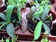 Nepenthe Sanguinea