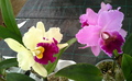 Cattleya