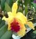 Cattleya