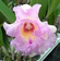 Cattleya