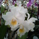 Cattleya