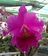 Cattleya
