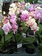 Phalaenopsis Little Lady