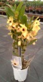 Dendrobium Nobile amarilla