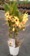 Dendrobium Nobile amarilla