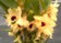 Dendrobium Nobile amarilla