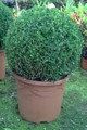 Buxus - Boj